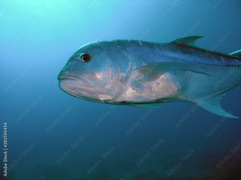 Bigeye Trevally (Caranx sexfasciatus) in Egypt Bigeye Trevally (Caranx sexfasciatus) in Egypt