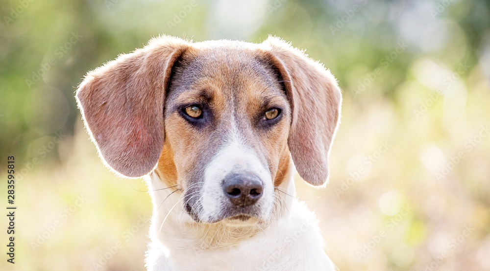 Estonian hound dog on blurred background, closeup portrait_