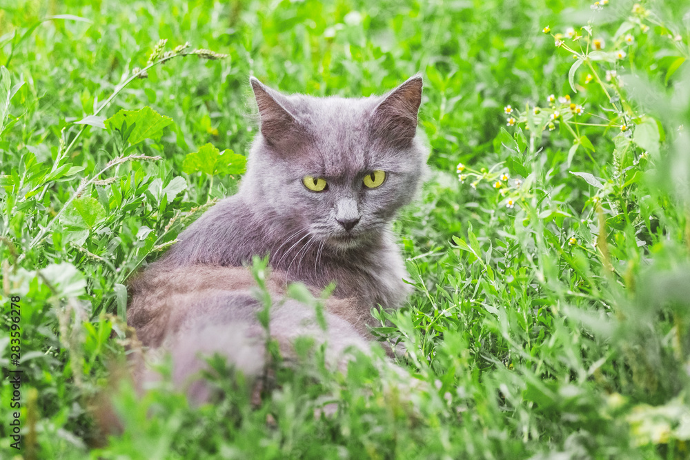Portrait of a gray cat with a stern look. The cat sits in the grass_