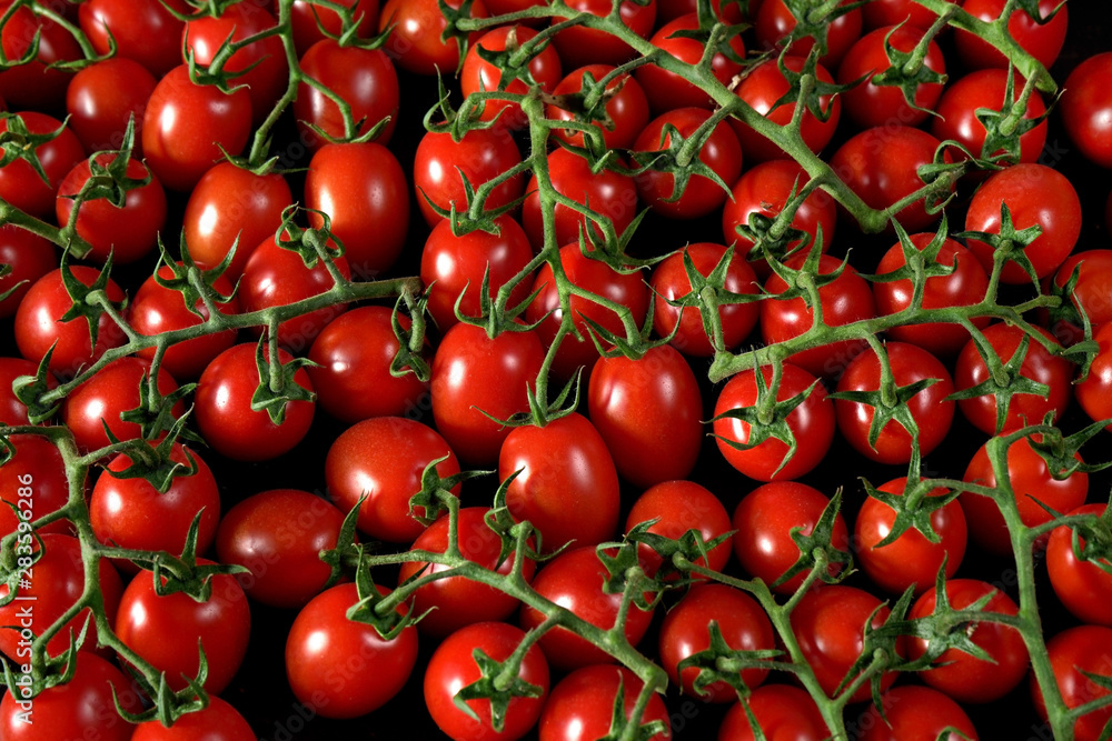 Large group of small shiny tomatoes with green stems, view from above