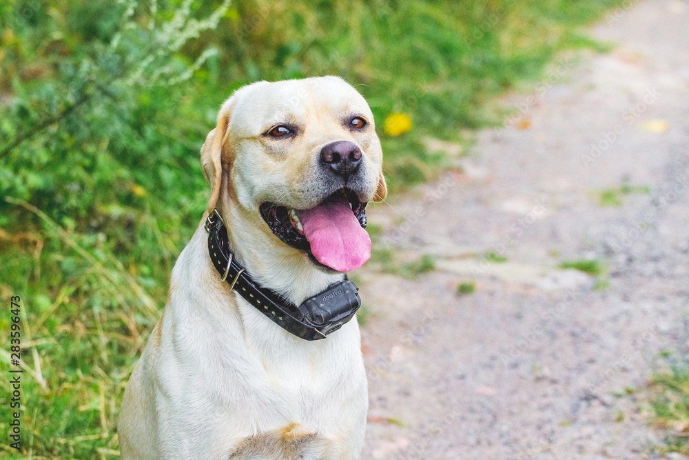 Labrador dog with mouth open on forest road background_