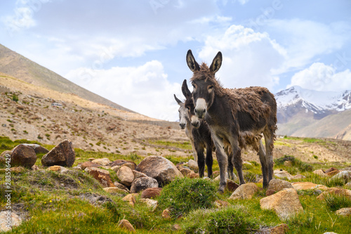 Canvas Print Wildlife donkeys on mountain in Jammu and Kashmir, India