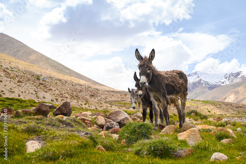 Wildlife donkeys on mountain in Jammu and Kashmir, India photo