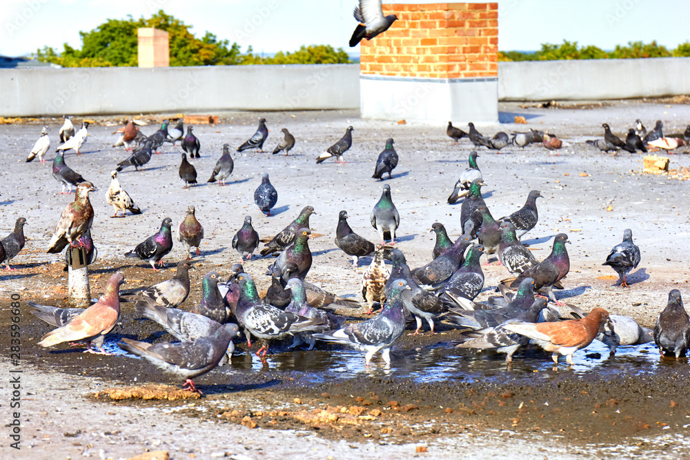 Fototapeta premium A flock of birds near the puddle drinks water