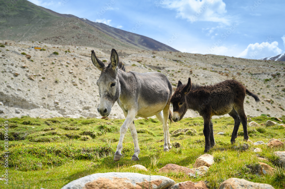 Wildlife donkeys on mountain in Jammu and Kashmir, India Wildlife donkeys on mountain in Jammu and Kashmir, India