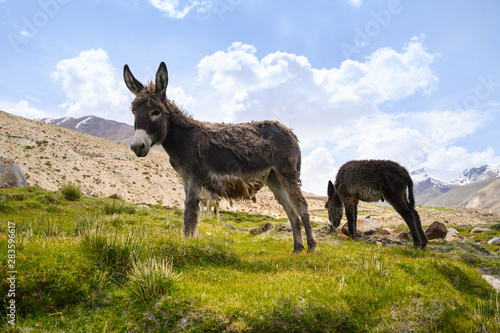 Wildlife donkeys on mountain in Jammu and Kashmir, India