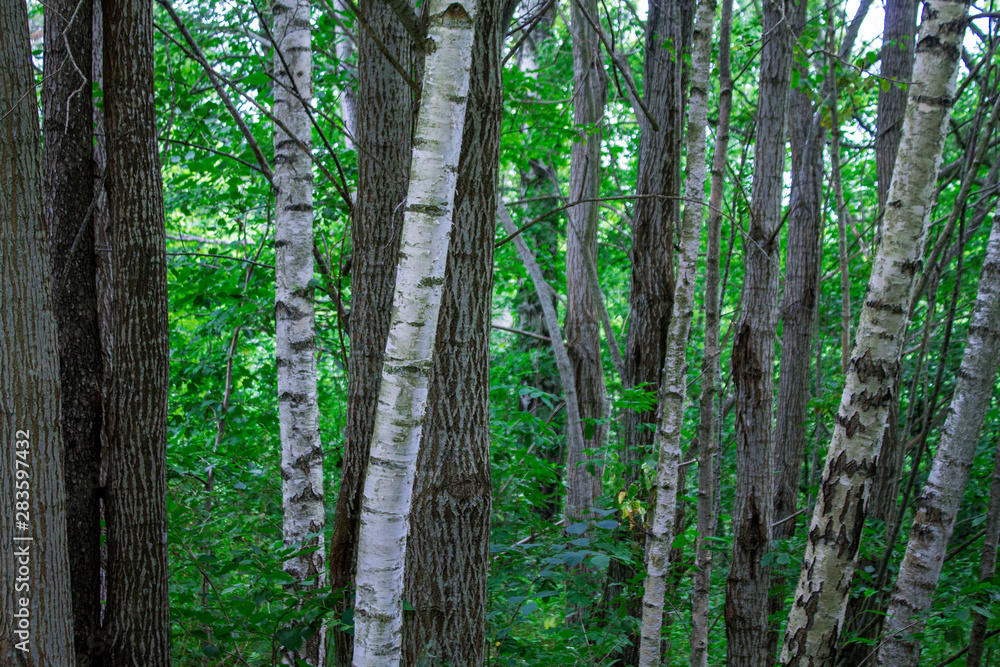 Photography of a trunks and trees in a forest in skovde sweden.