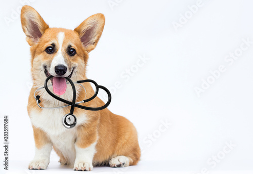 veterinarian puppy sits and looks, breed welsh corgi pembroke