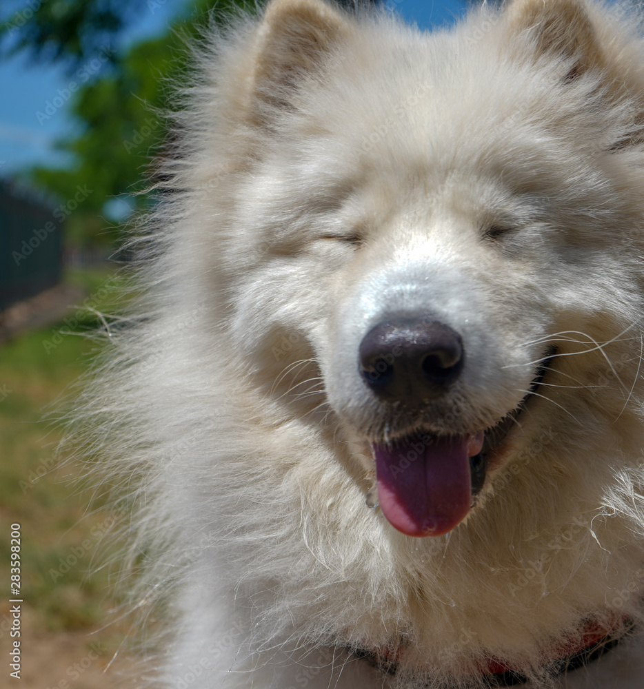 Fototapeta premium Samoyedo perro blanco sonriente, simpatico y gracioso de día en un parque
