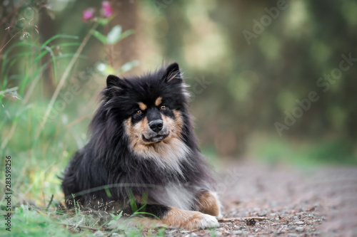 Finnischer Lapphund Portait 300 DPI