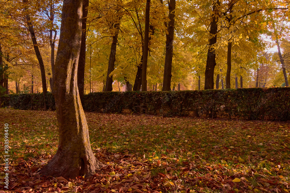 Trees with brown leaves in the garden of the Parterre in autumn Trees with brown leaves in the garden of the Parterre in autumn