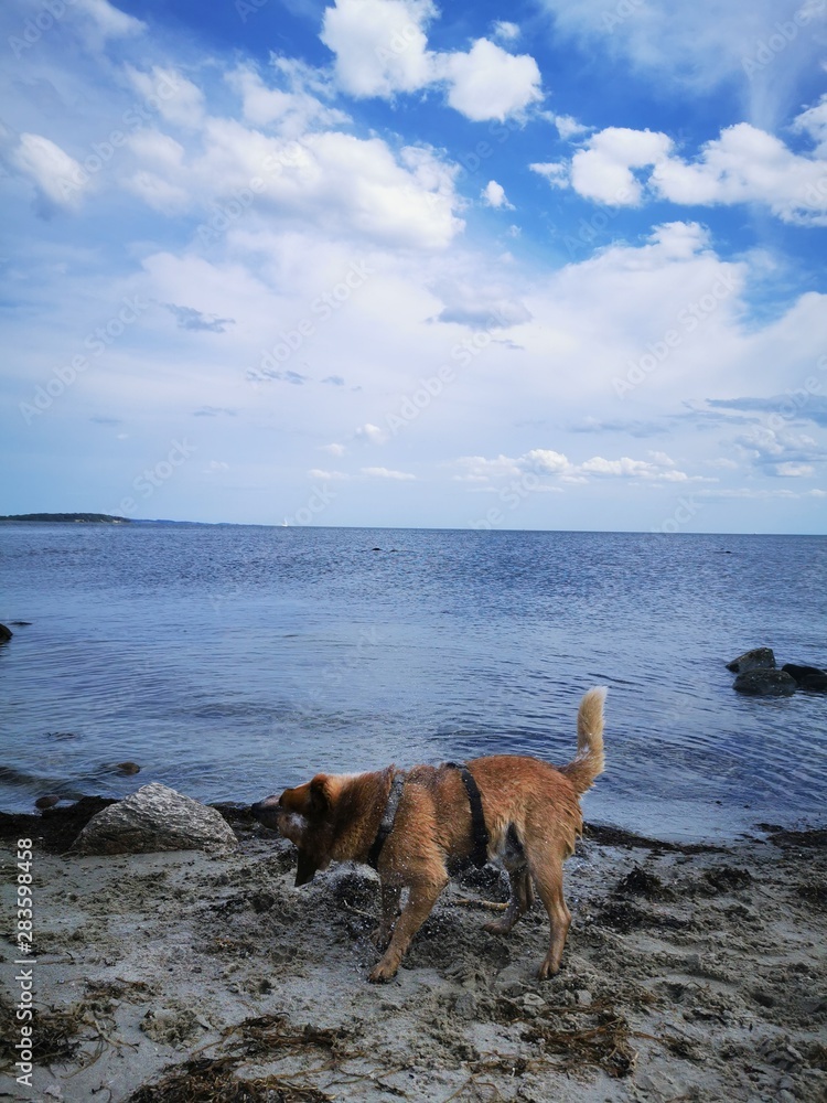 australian cattle dog on the beach from the island rügen with blue baltic sea and cloud sky australian cattle dog on the beach from the island rügen with blue baltic sea and cloud sky