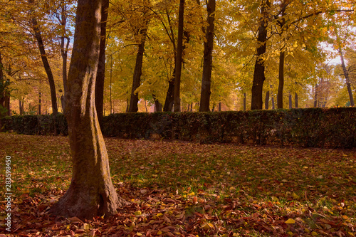 Trees with brown leaves in the garden of the Parterre in autumn