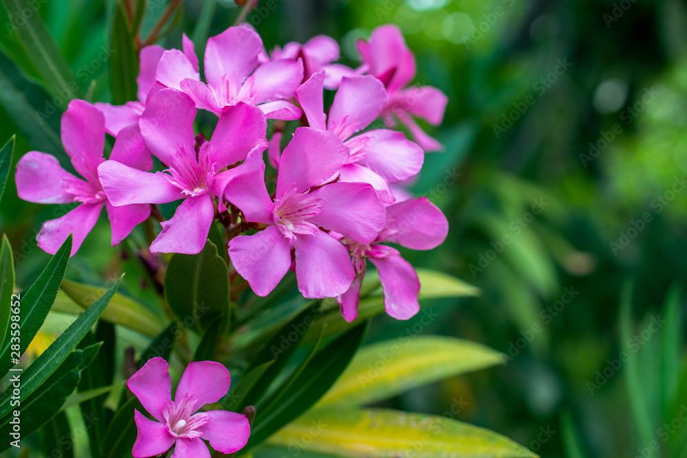 Pink flowers of lagerstroemia indica, close-up Pink flowers of lagerstroemia indica, close-up