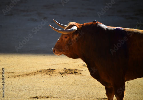 horns of bull