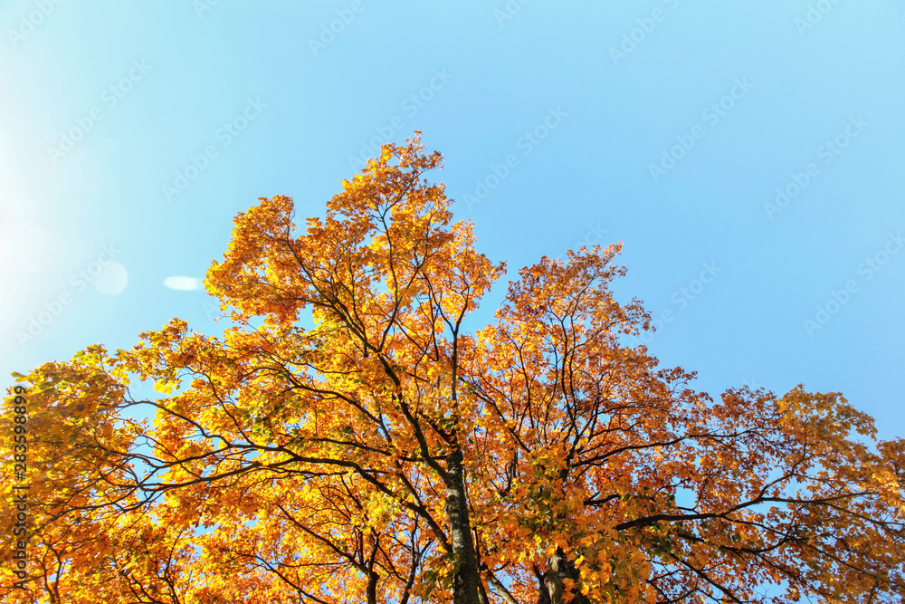 Bright orange yellow autumn leaves on treetop against clear blue sky.