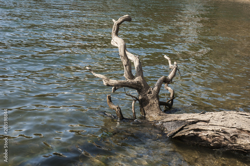 Dry branches and roots of tree on the shore of a reservoir