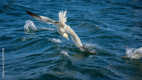 Photography Northern Gannet Diving