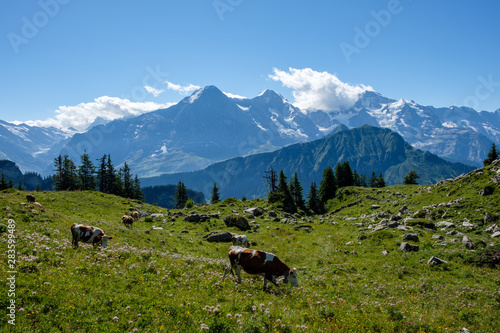 Swiss cows in front of the 3 mountains Eiger, Moench, Jungfrau in the bernese alps (oberland)
