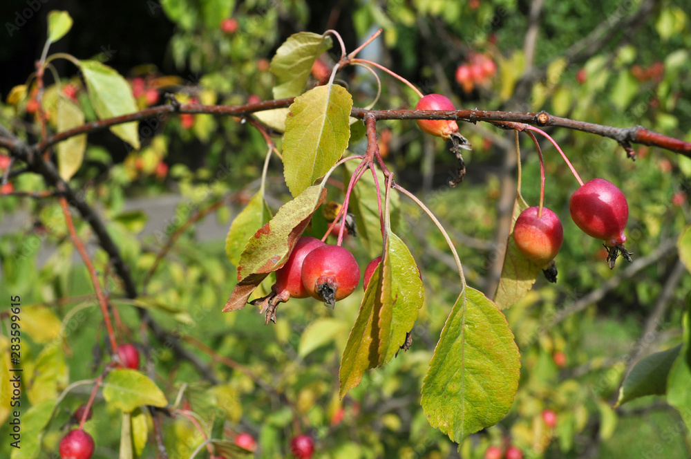 A branch of ripe rose hips in a park on a green bush on a sunny day
