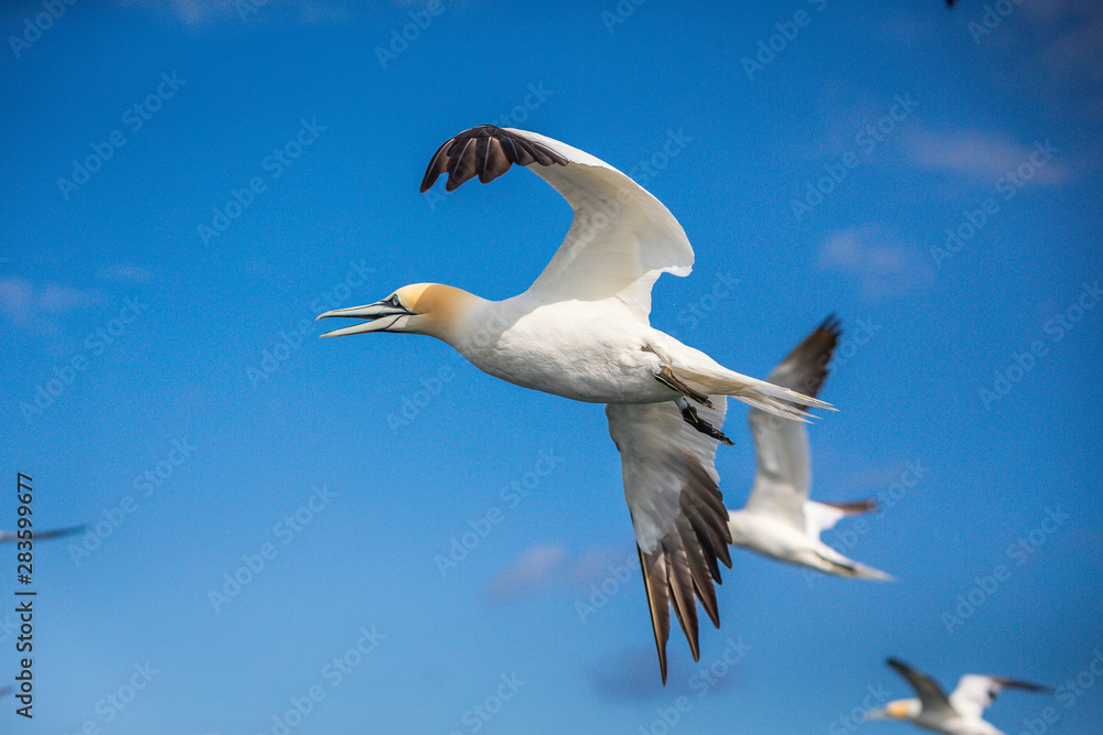 Obraz premium Northern Gannet In Flight