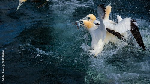 Tableau sur toile Northern Gannet Diving