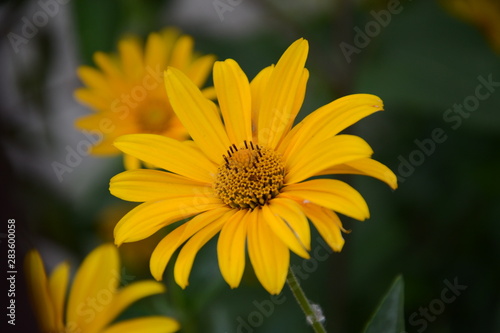 yellow flower in the garden © Дарья Дутова