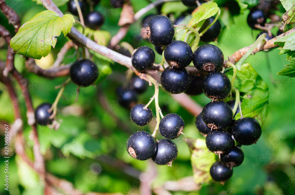 Bunch of black currant berries on a Bush in the garden. Bunch of black currant berries on a Bush in the garden.