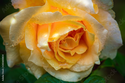 yellow rose on a black background