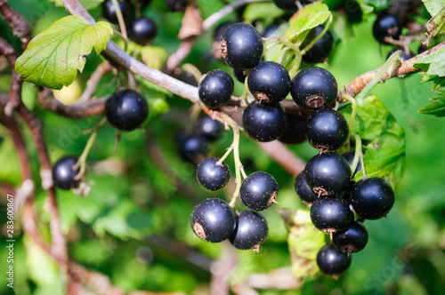 Bunch of black currant berries on a Bush in the garden.
