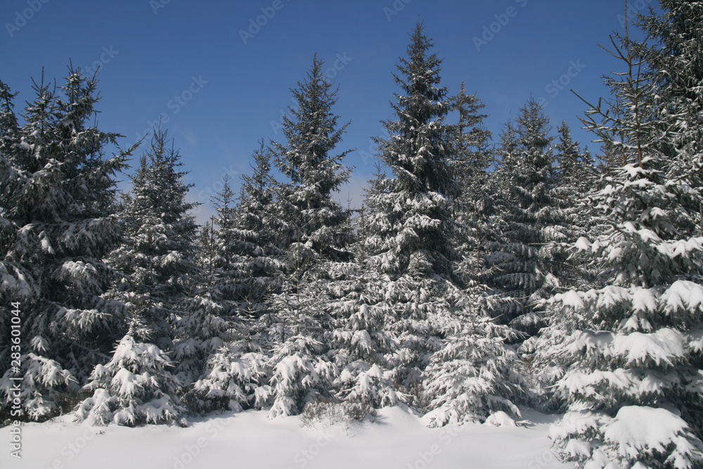 pines covered with snow with blue sky in the background pines covered with snow with blue sky in the background