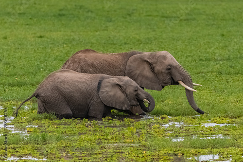 Two elephants in the savannah in the Serengeti park, the mother and a young drinking in the swamps