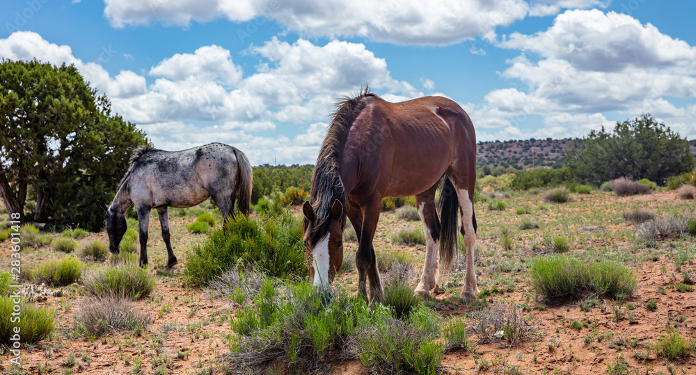 Wild horses inArizona, US of America. Canyon de Chelly area Arizona, USA Wild horses inArizona, US of America. Canyon de Chelly area Arizona, USA