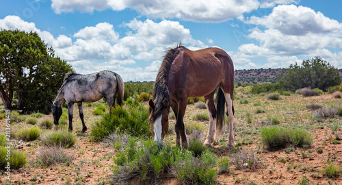 Wild horses inArizona  US of America. Canyon de Chelly area Arizona  USA