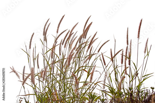 Grass isolated on white background. Clipping path.