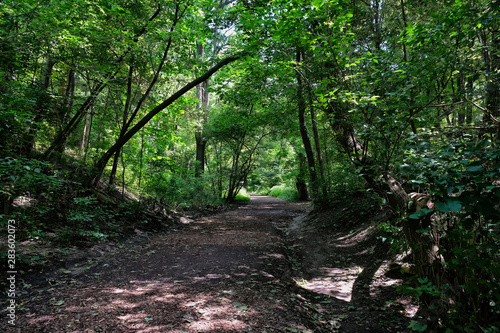 Forest path with dappled lighting © Bob