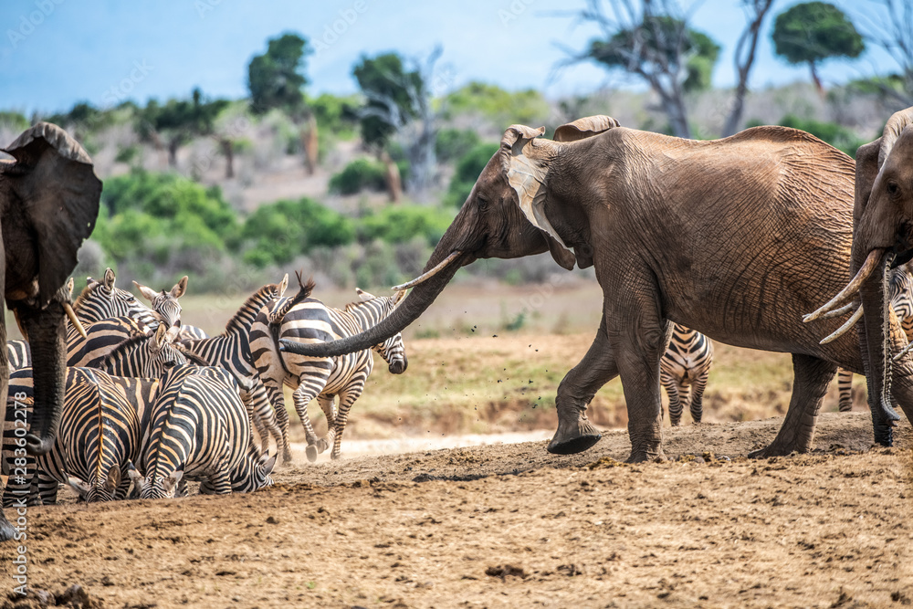 Fototapeta premium African bush elephant - Loxodonta africana - Afrikaanse savanne olifant