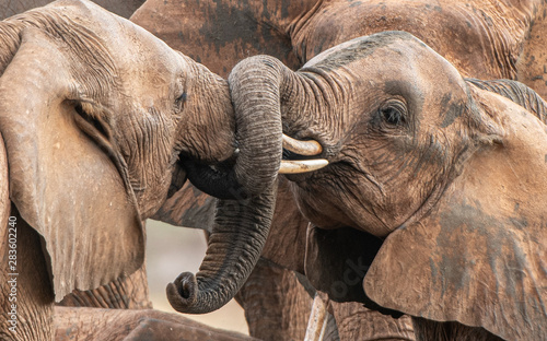 Photography Playing little elephants