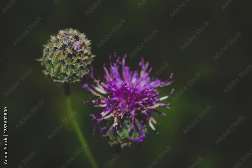 Flower burdock on a blurred background close-up. Bright flower burdock on a blurred background close-up. Flower burdock on a blurred background close-up. Bright flower burdock on a blurred background close-up.