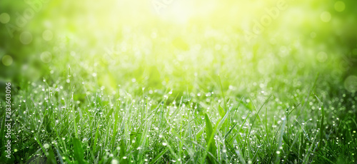 Green grass on meadow field with dew droplets in morning light photo