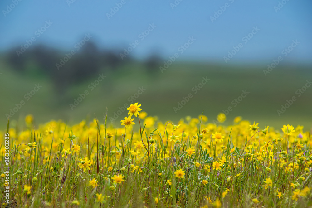 Fototapeta premium Black Mustard Yellow Flowers