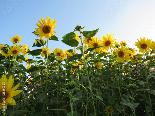 zauberhafte gelbe Sonnenblumen auf einem Sonnenblumenfeld bei Sonnenschein und blauem Himmel