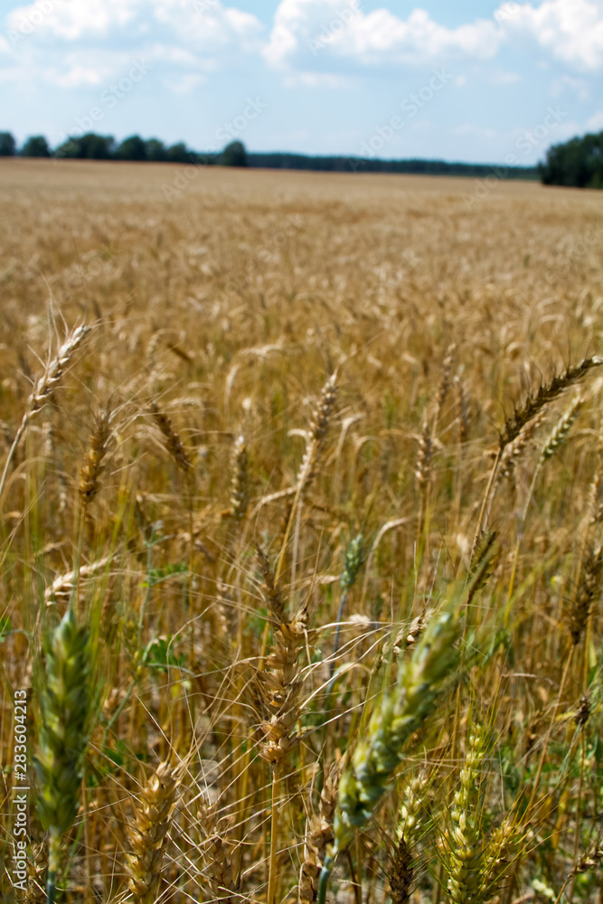 Field of ripened golden wheat harvest against a blue cloudy sky, selective focus