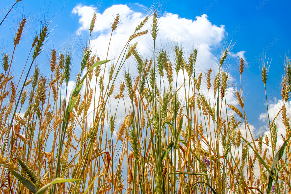 Field of ripened golden wheat harvest against a blue cloudy sky, selective focus Field of ripened golden wheat harvest against a blue cloudy sky, selective focus