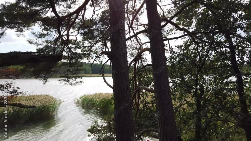 Pine trees on beach. Windy day, reeds swinging and waves in water. Pine trees on beach. Windy day, reeds swinging and waves in water.