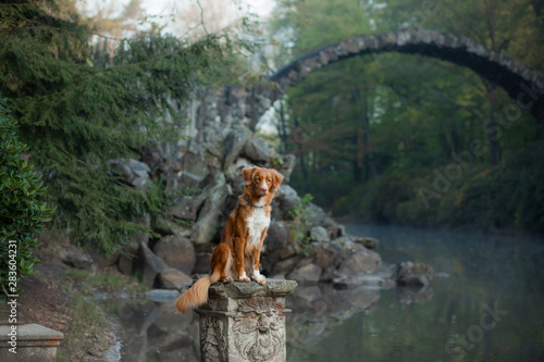 the dog at the bridge. Nova Scotia duck tolling Retriever In the beautiful and mystical landscapes. Travelling with a pet © annaav