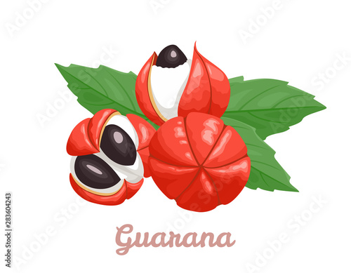 Guarana isolated on a white background. Vector illustration of superfood fruit  in cartoon simple flat style.