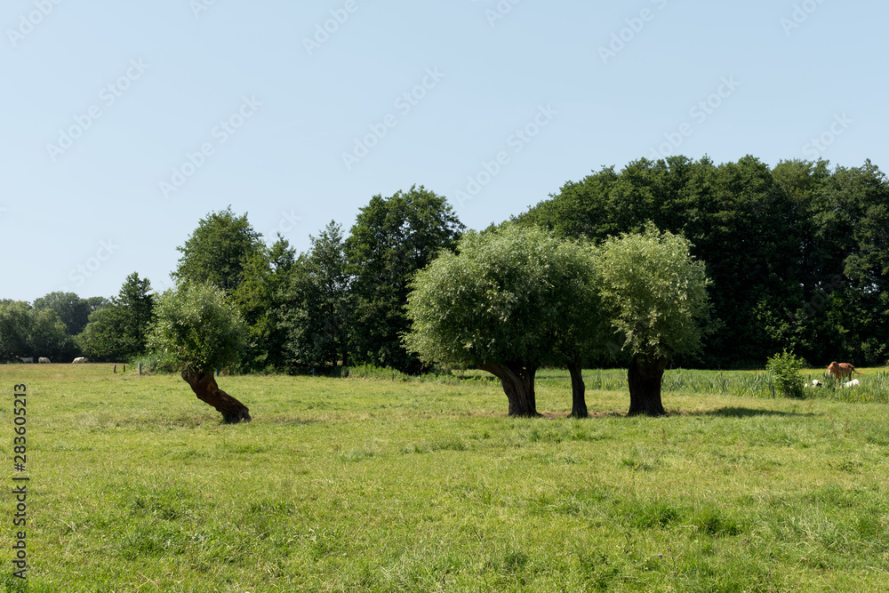 Fototapeta premium Countryside of Mecklenburg-Vorpommern, Baltic Sea, Germany