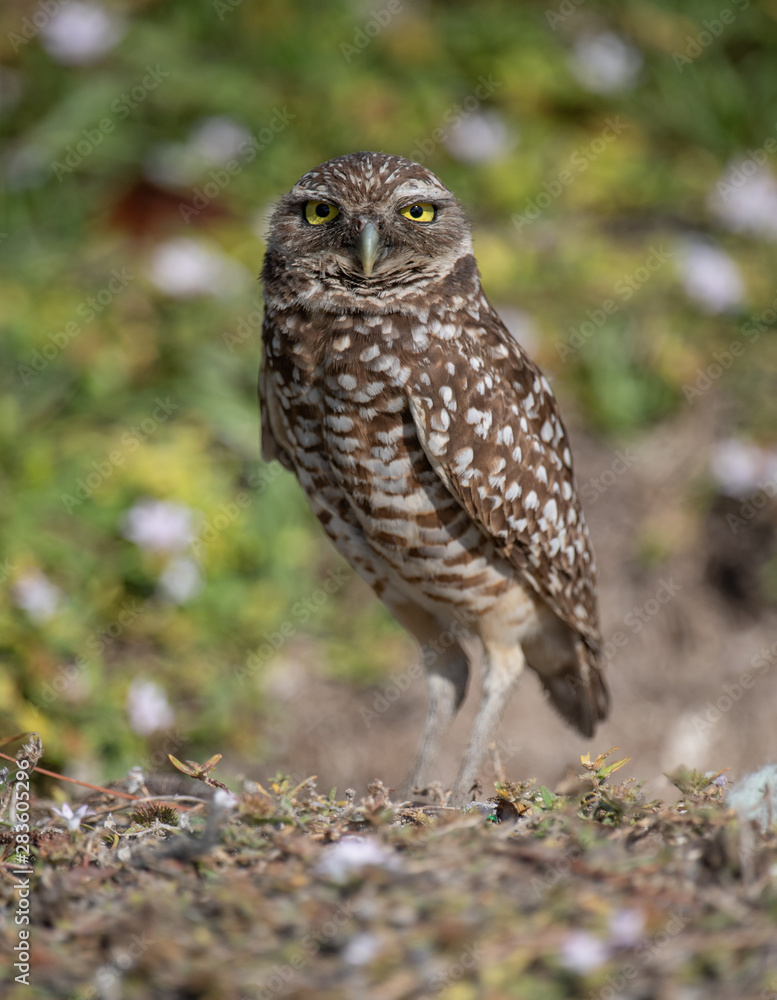 Fototapeta premium Burrowing Owl in Florida 