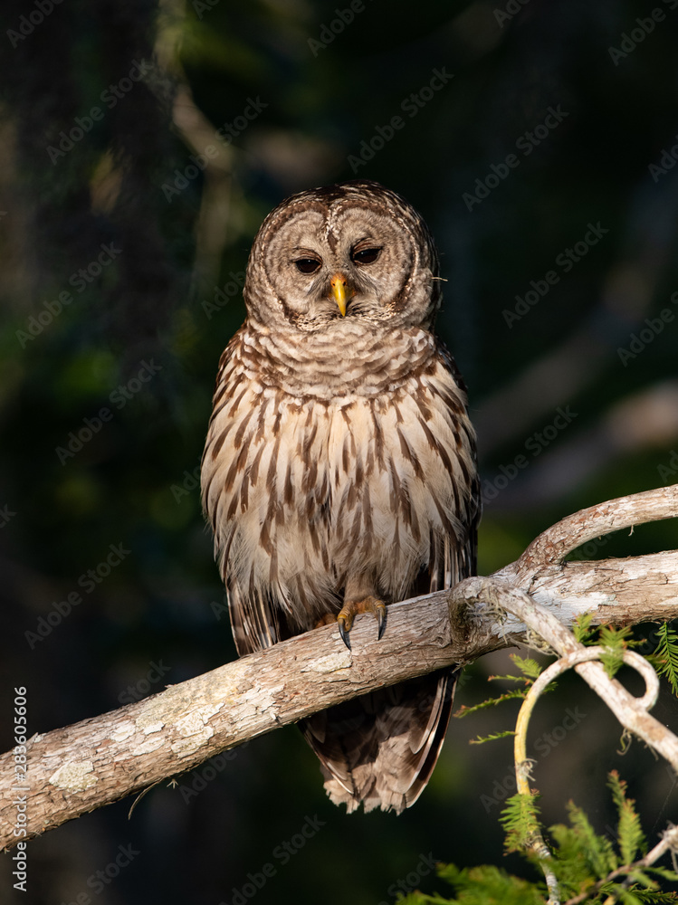 Obraz premium Barred Owl in Florida 